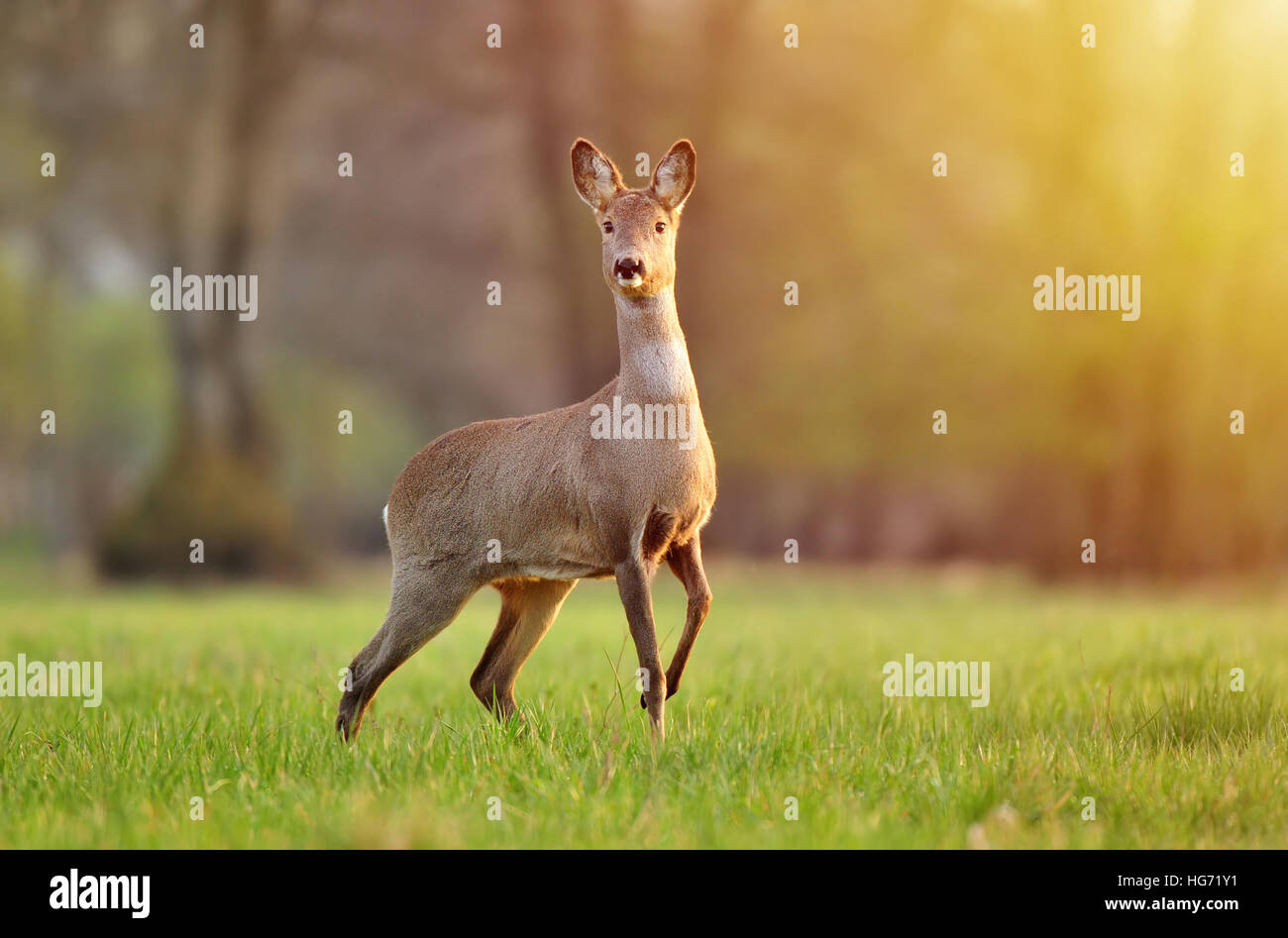 Wild capriolo in un campo e illuminato dalla luce calda del sole Foto Stock