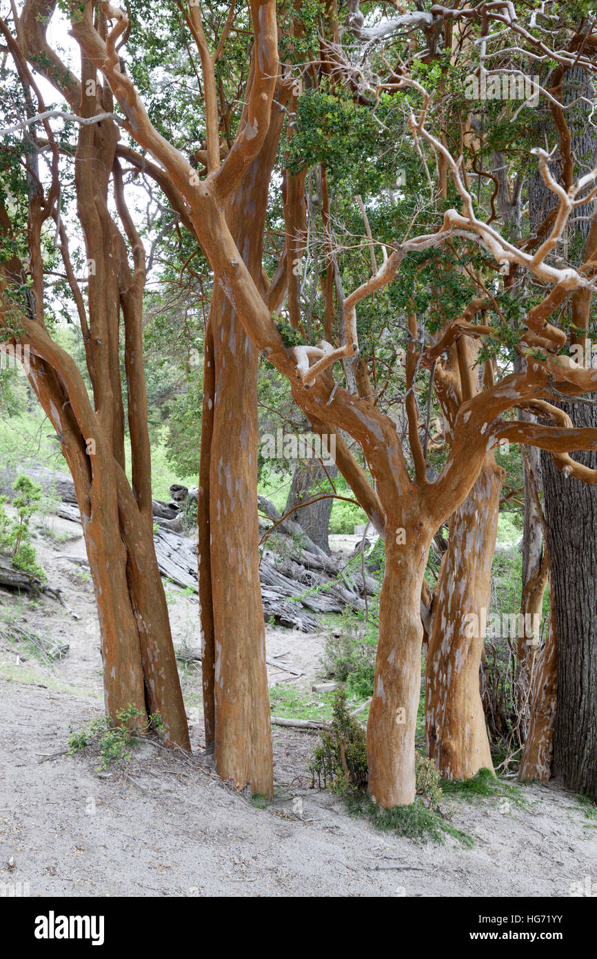 Arrayan alberi nel Parque Nacional Los Arrayanes, Villa La Angostura, Parco Nazionale Nahuel Huapi, nel distretto del lago, Argentina Foto Stock