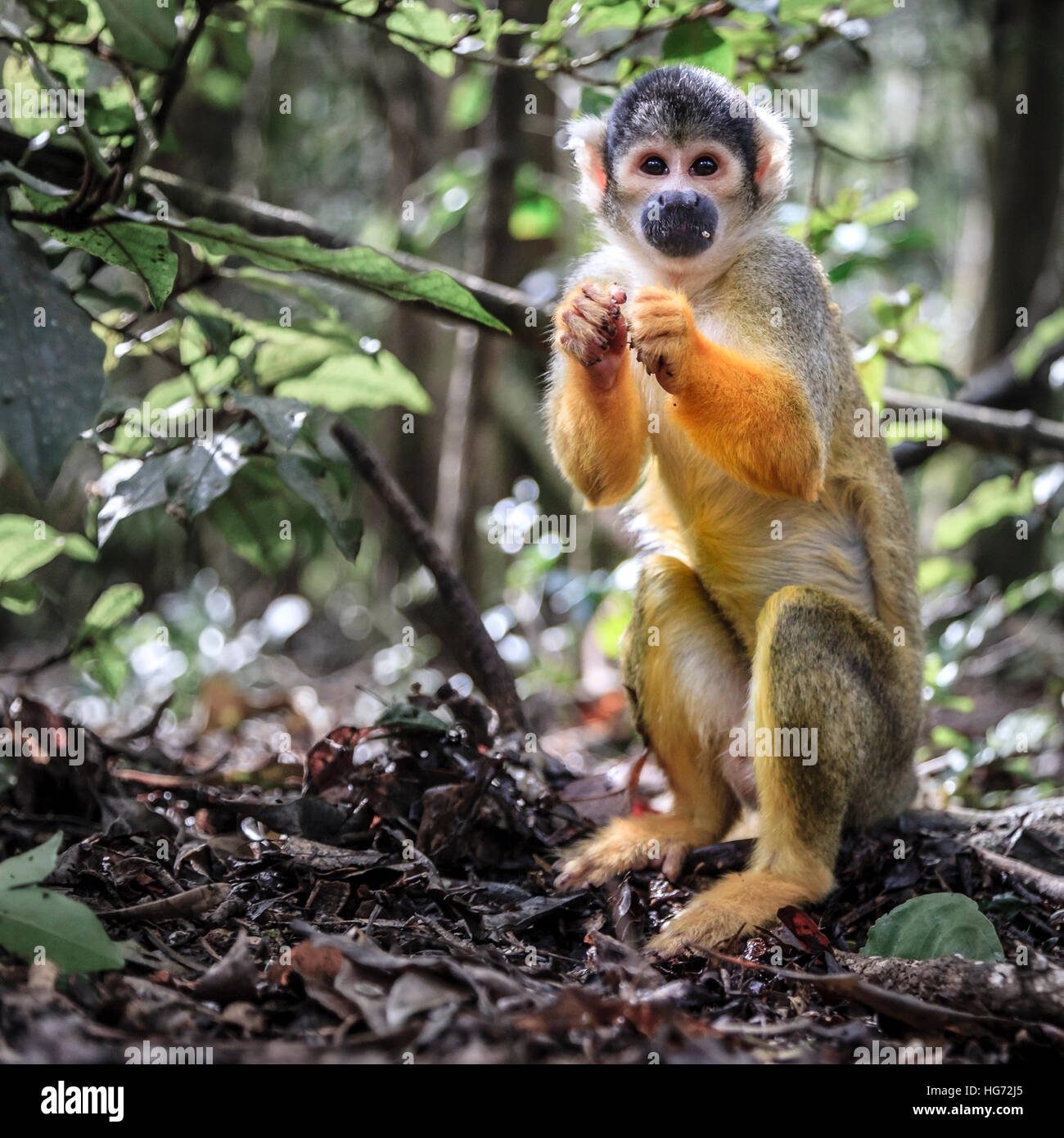 Boliviano della Scimmia di scoiattolo a primate rescue center vicino a Plettenberg Bay, Sud Africa Foto Stock