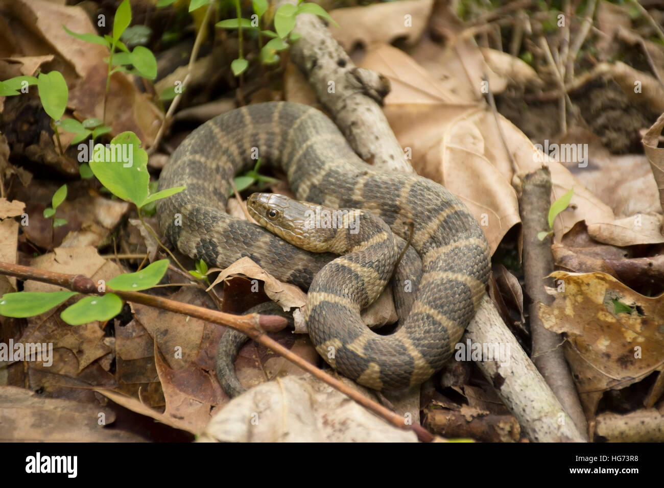 A nord di serpente di acqua su un suolo della foresta. Foto Stock