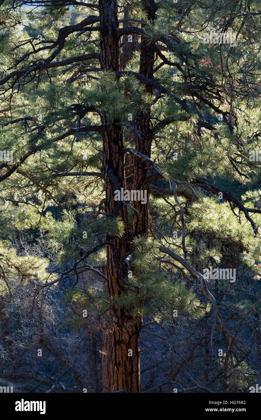 I vecchi ponderosa pine alberi che crescono al di sopra della vegetazione circostante sul Coconino Rim. Kaibab National Forest, Arizona Foto Stock