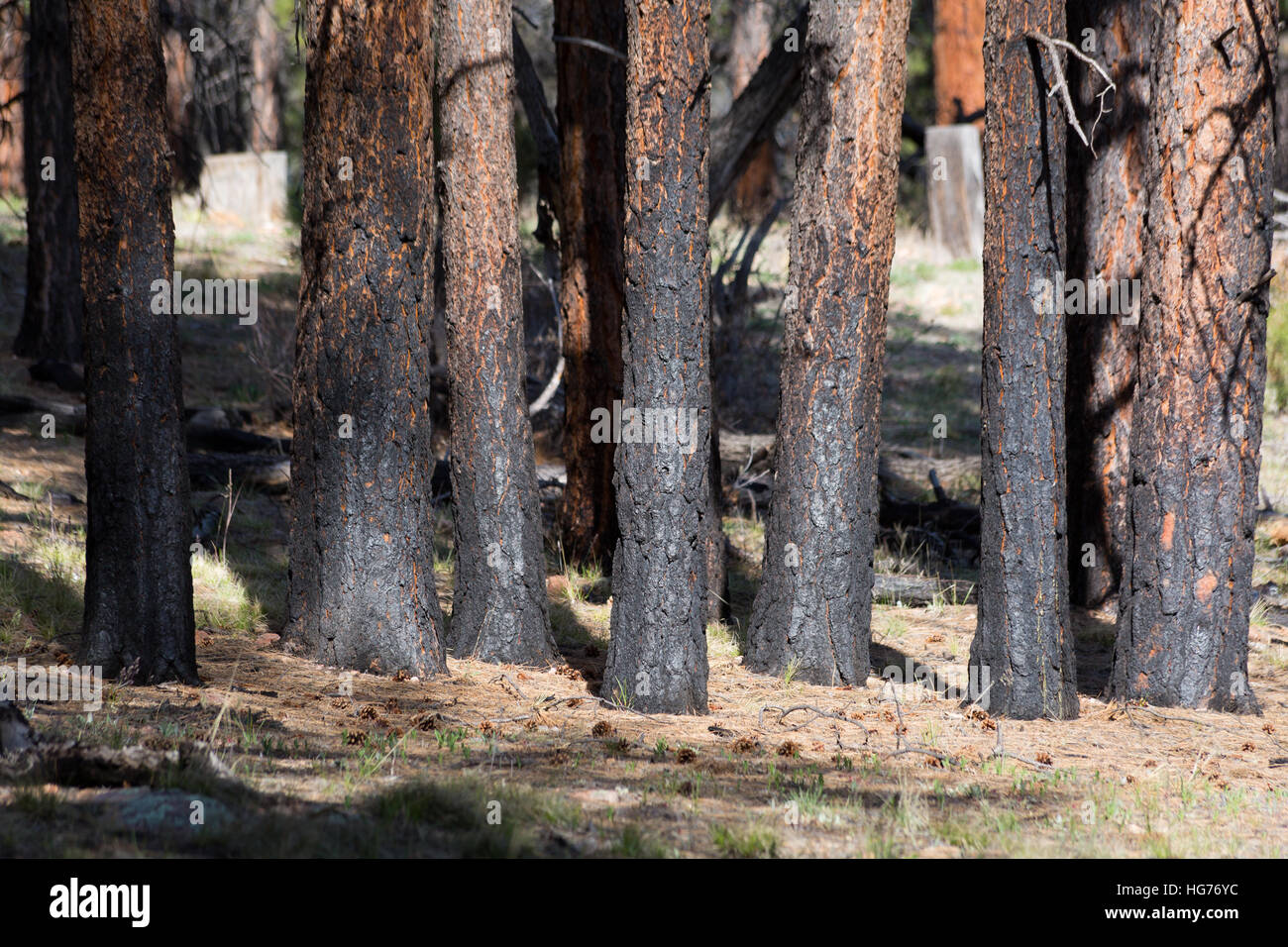 Le basi della Ponderosa Pine Trees bruciato da un incendio di piccole dimensioni sulla Coconino Rim. Kaibab National Forest, Arizona Foto Stock
