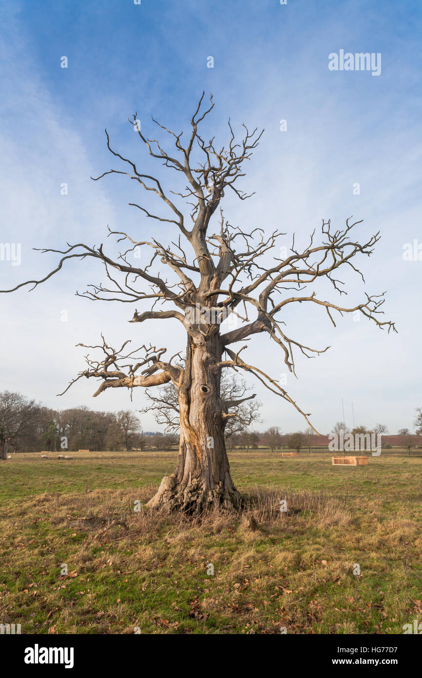 Dead Oak tree in un campo vuoto, in inverno, Gran Bretagna REGNO UNITO Foto Stock
