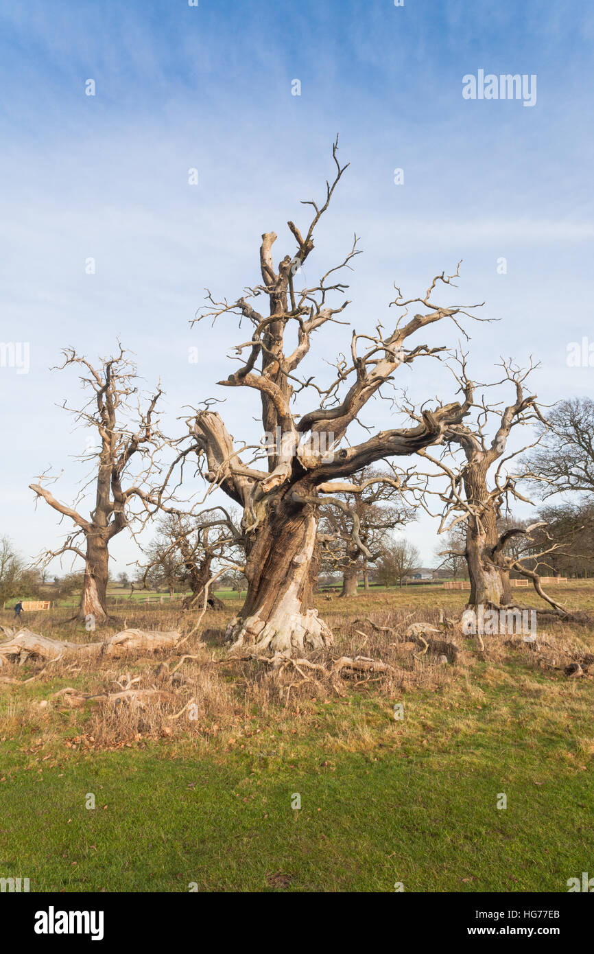 Dead Oak tree in un campo vuoto, in inverno, Gran Bretagna REGNO UNITO Foto Stock