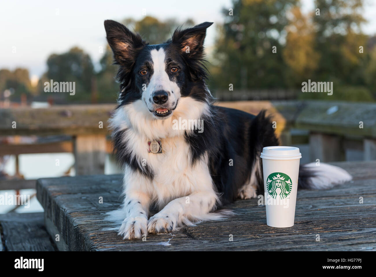 Di pura razza Border Collie accanto a una tazza di caffè Starbucks, guardando la fotocamera. Foto Stock