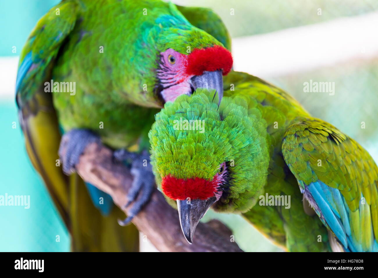 Macaw militare in posa per la fotocamera. Foto Stock