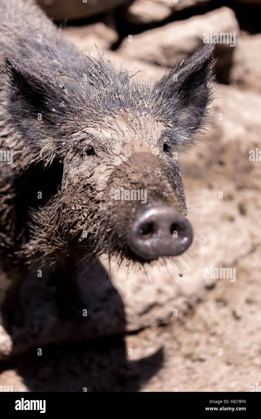 Sono pelose stinky, e assolutamente adorabile! Soddisfare il Javelina, Sedona il famoso pig-come abitante del deserto. Foto Stock