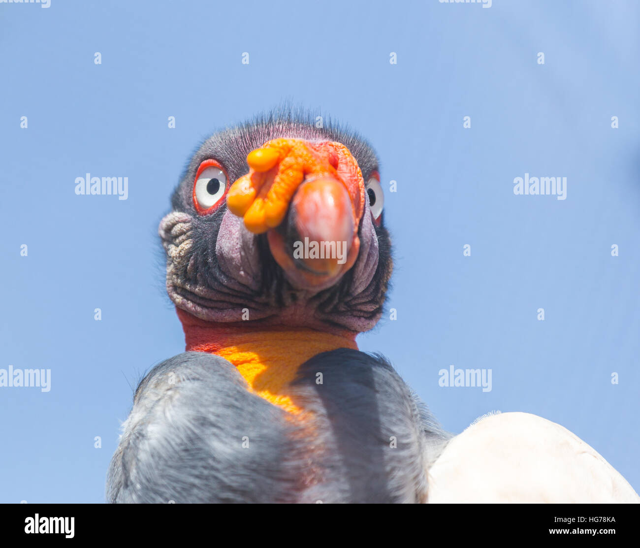 King Vulture, molto molto colorato uccello. Foto Stock