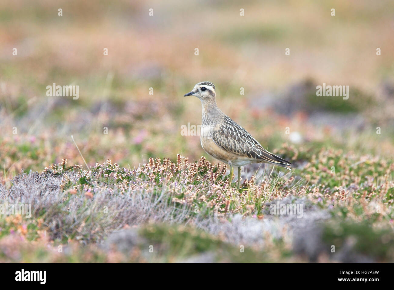 Piviere Tortolino (Charadrius morinellus), i capretti Gwennap Testa, Cornwall, Inghilterra, Regno Unito. Foto Stock