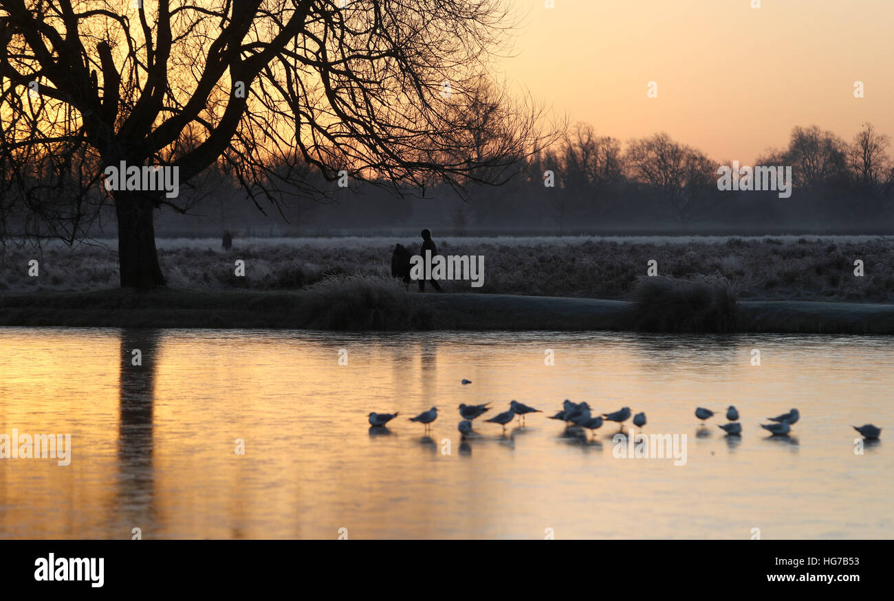 Gli uccelli a piedi su un lago ghiacciato in Bushy Park, a sud ovest di Londra, dopo una notte la temperatura è scesa al di sotto del congelamento in molte parti del sud dell'Inghilterra. Foto Stock