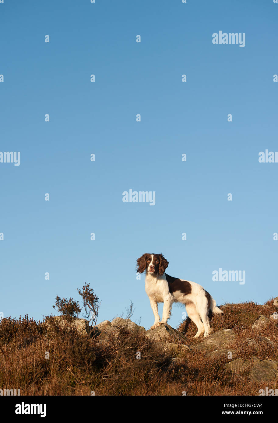 Springer Spaniel in cima ad una collina con un cielo blu chiaro Foto Stock