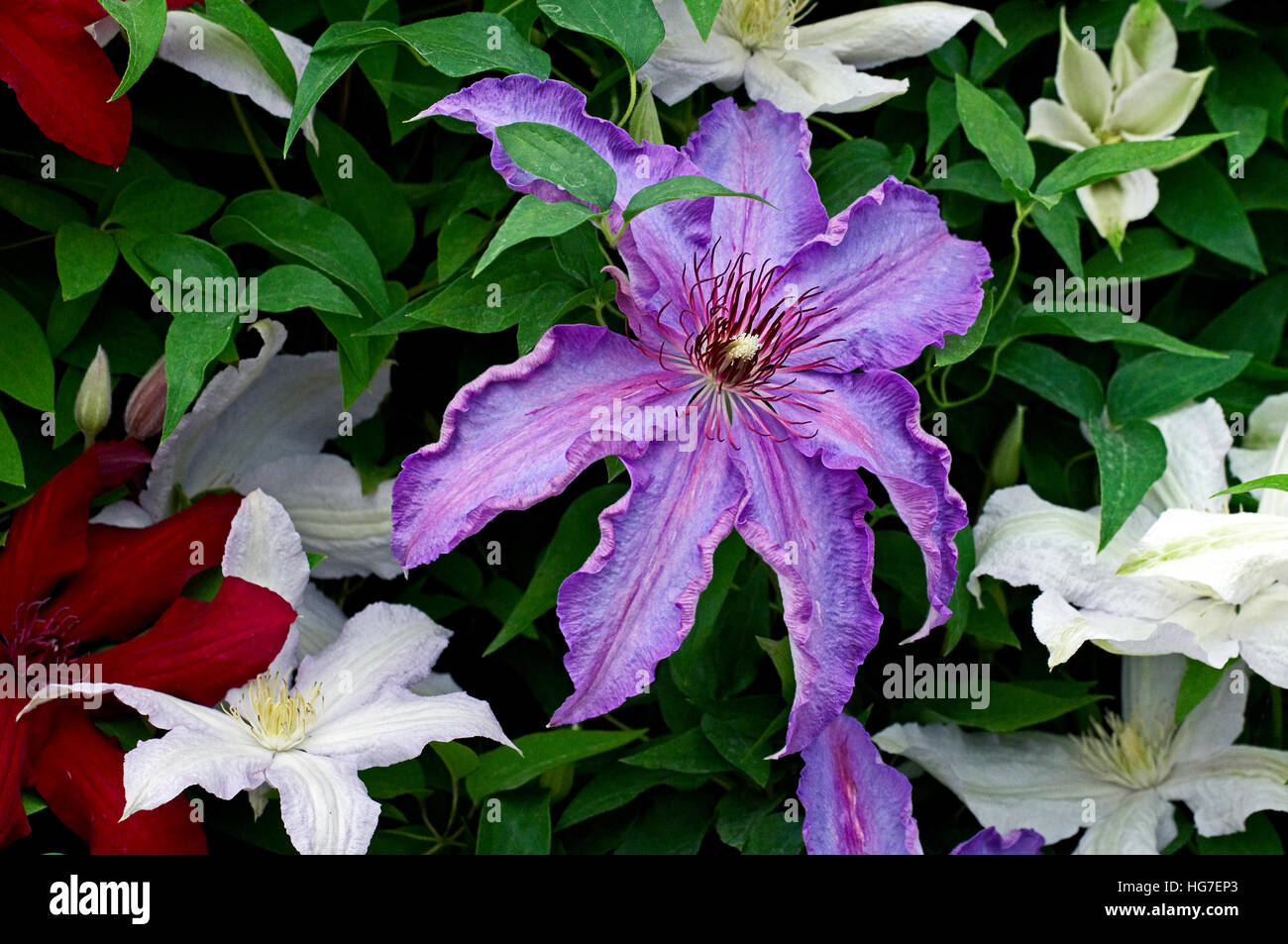 La clematide "First Lady" fioritura in un giardino cottage Foto Stock