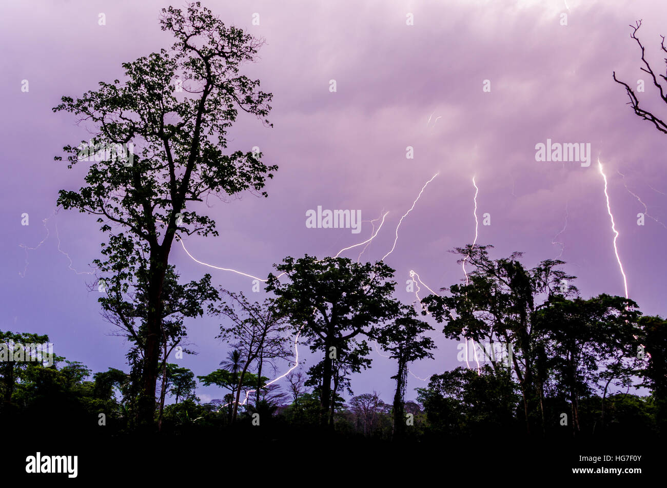 Molti fulmini durante la drammatica temporale con pioggia albero di foresta sagome in primo piano, Camerun, Africa Foto Stock