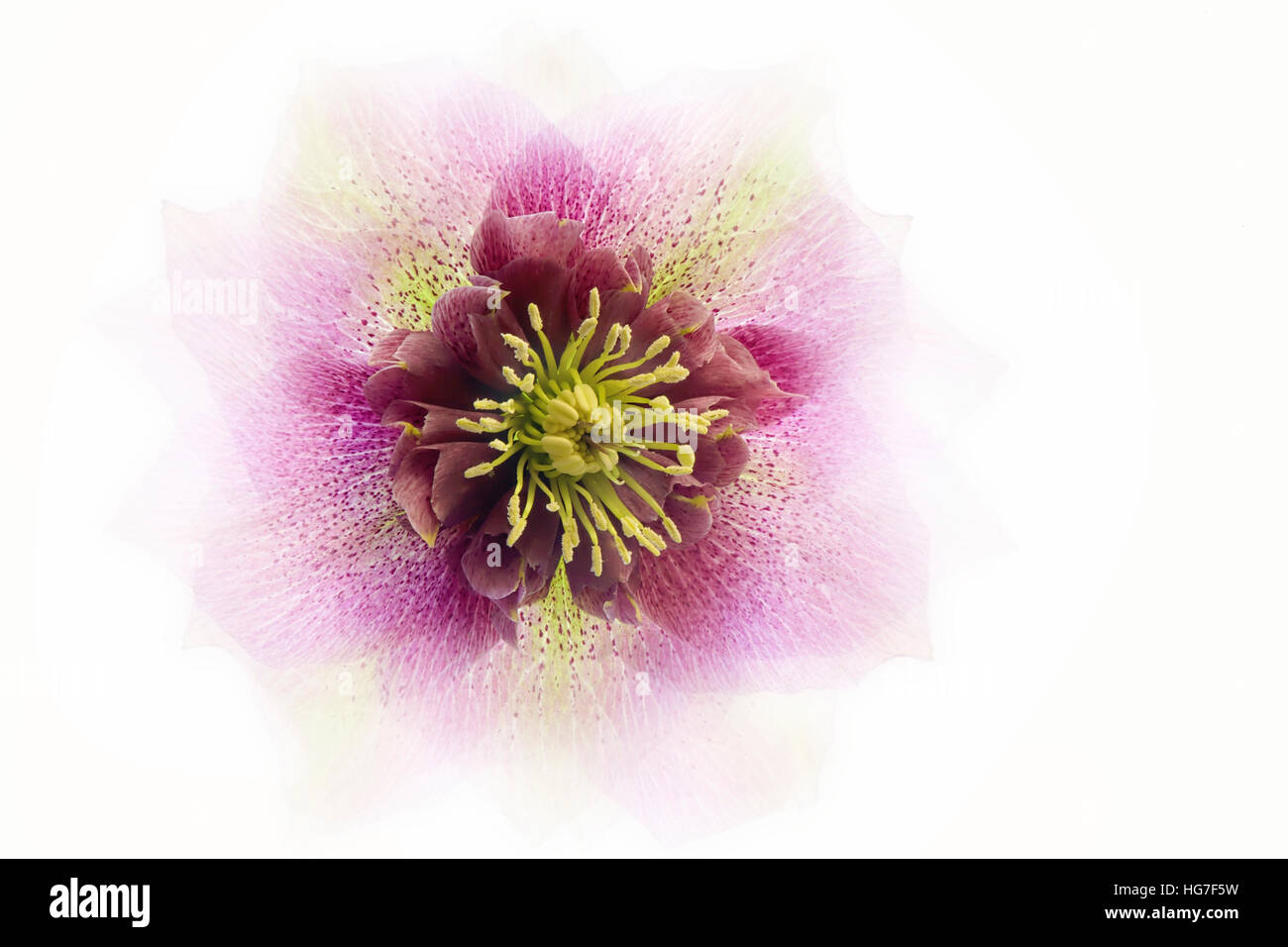 Creative, alta immagine chiave di una molla fioritura Veratro rosa fiore Foto Stock