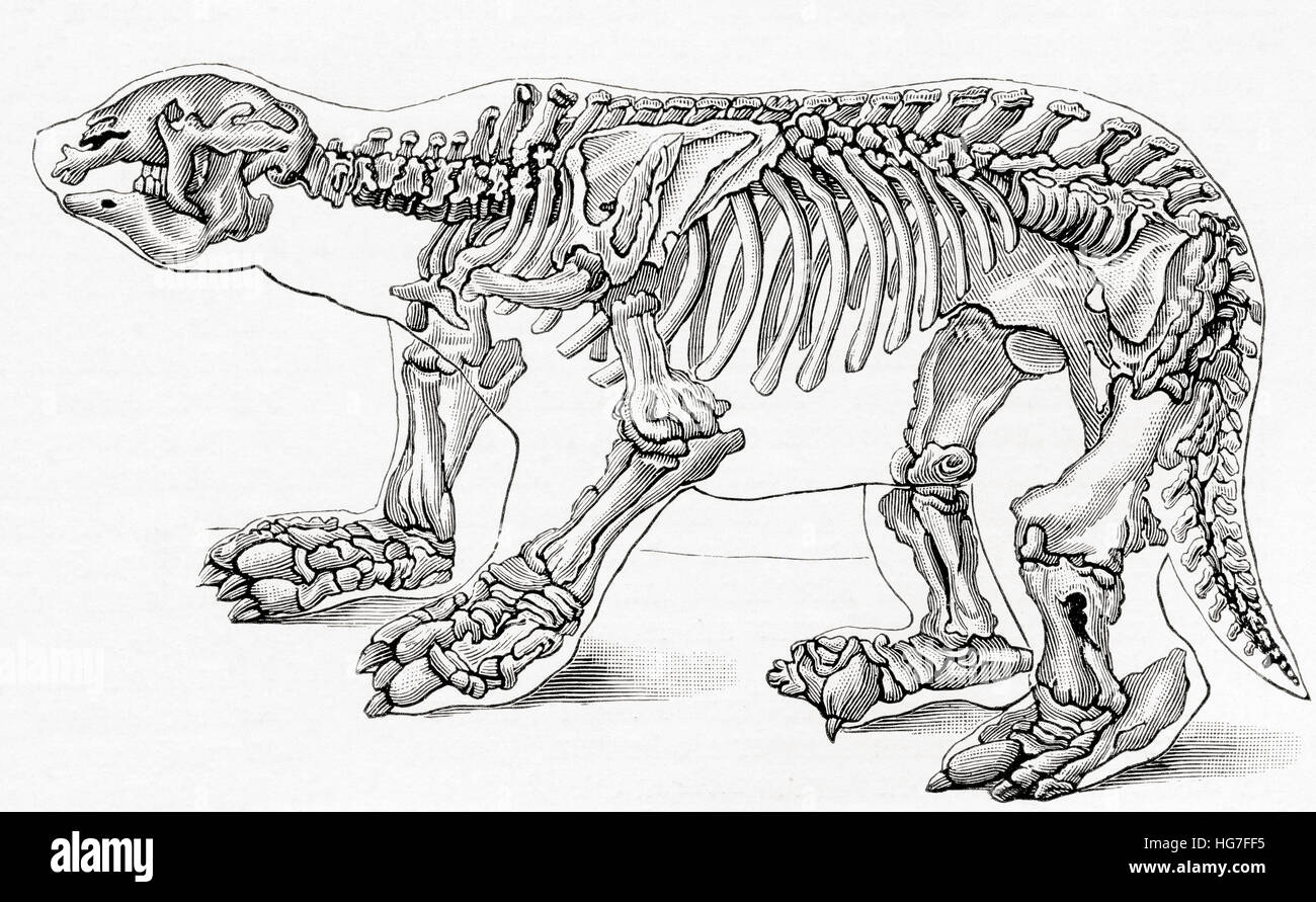 Lo scheletro di un Megatherium, un genere di elefante-massa di dimensioni bradipi. Da Meyers lessico, pubblicato 1924. Foto Stock