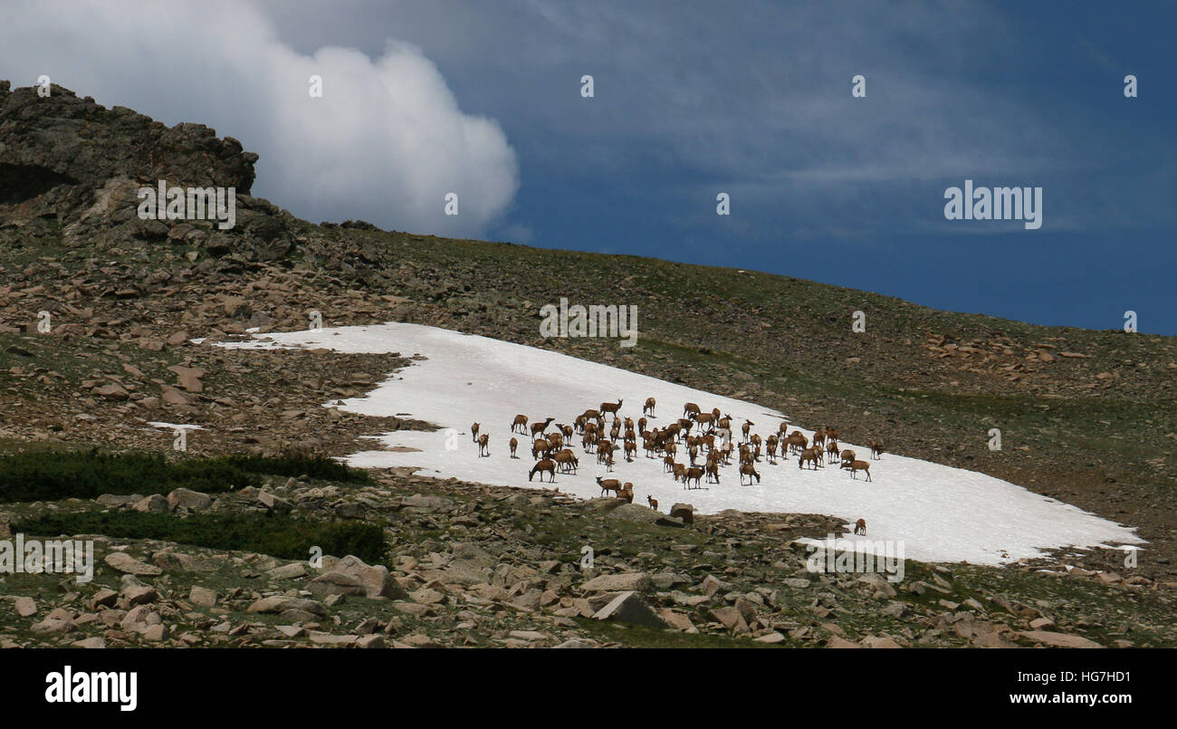 Elk mandria sulla tundra e campo di neve Rocky Mountain National Park in Colorado Foto Stock