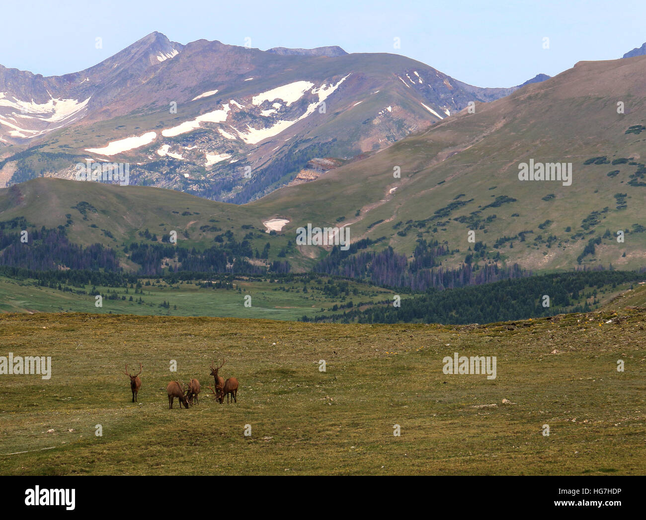 Bull elk sulla tundra Rocky Mountain National Park in Colorado Foto Stock