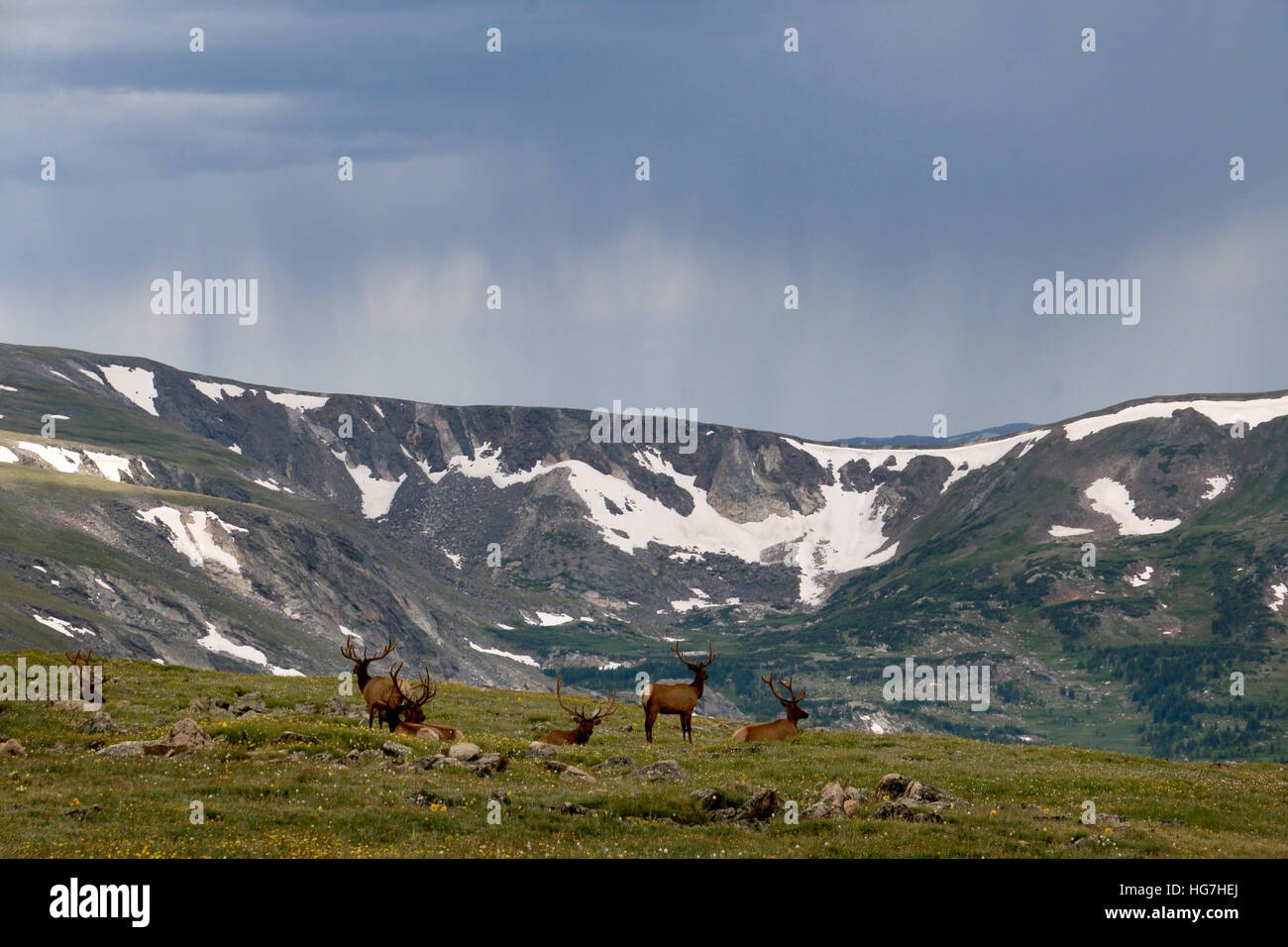 Tempesta di pioggia e bull elk sulla tundra Rocky Mountain National Park in Colorado Foto Stock