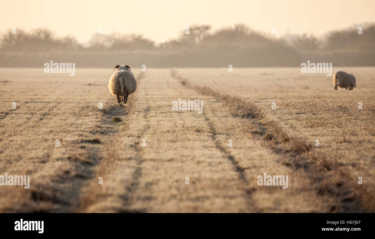 Norfolk horn ovini femmine gravide e a piedi la via lontano dalla telecamera su un gelido freddo invernale mattina Foto Stock