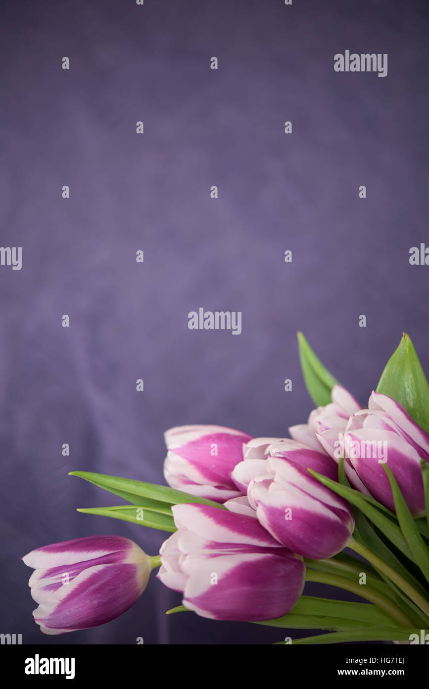 Un mazzetto di lillà tulipani su uno sfondo viola Foto Stock