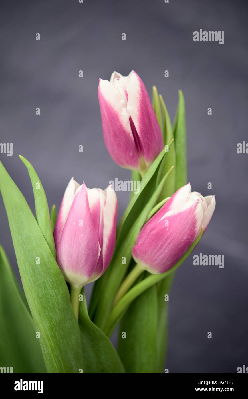 Tre tulipani viola su uno sfondo lilla Foto Stock