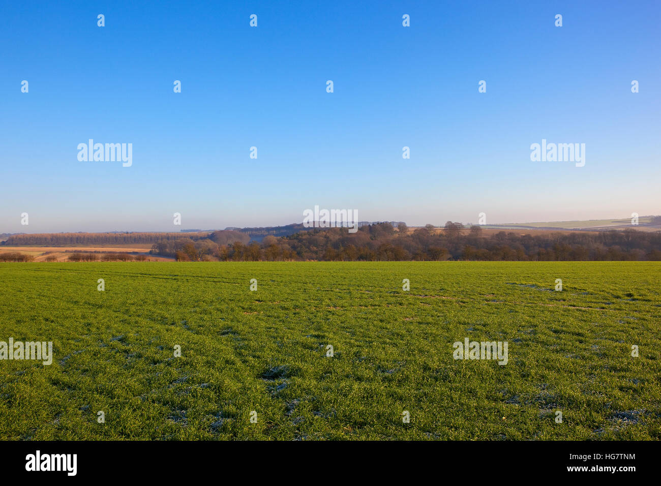 Verdi campi di grano di inverno e pendii boscosi di Yorkshire wolds d'inverno. Foto Stock