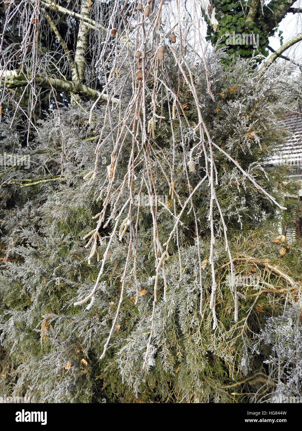 Natale in campagna,brina e neve,croazia,l'Europa,7 Foto Stock