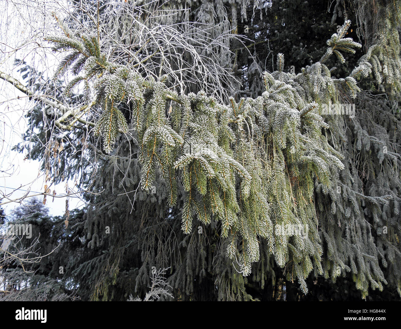 Natale in campagna,brina e neve,croazia,l'Europa,8 Foto Stock