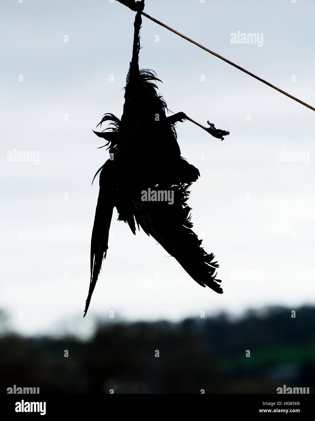 corvo morto Foto Stock