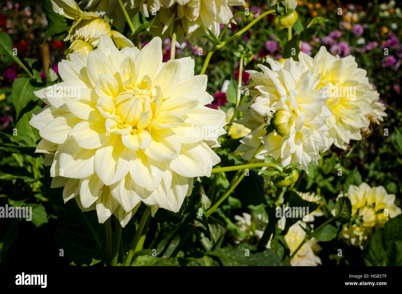 Dahlia Alvas fioritura suprema nel mese di settembre in th UK Foto Stock