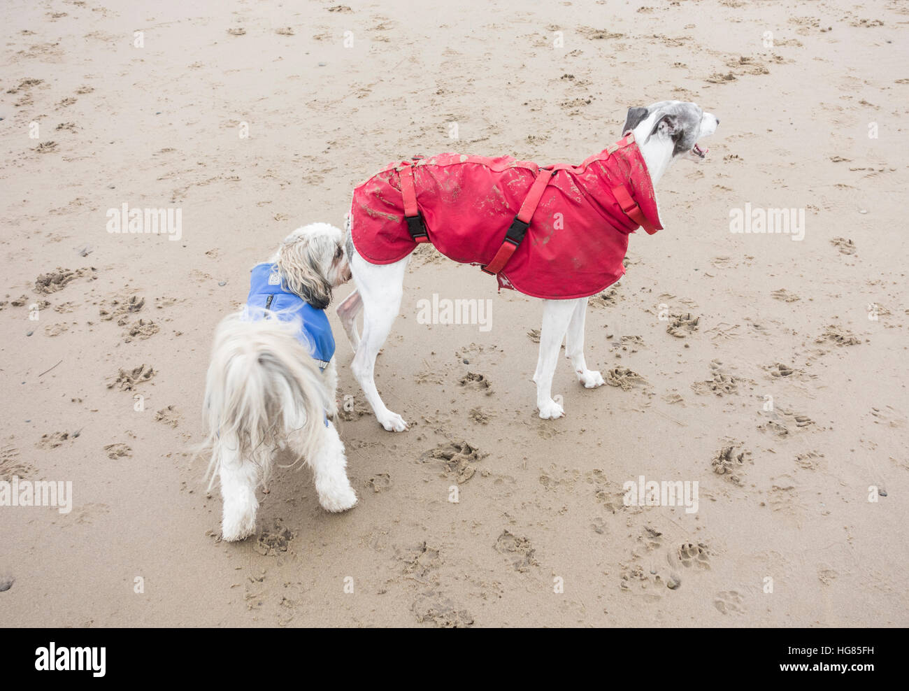 Lo sniffing del cane altro cane sulla spiaggia Foto Stock