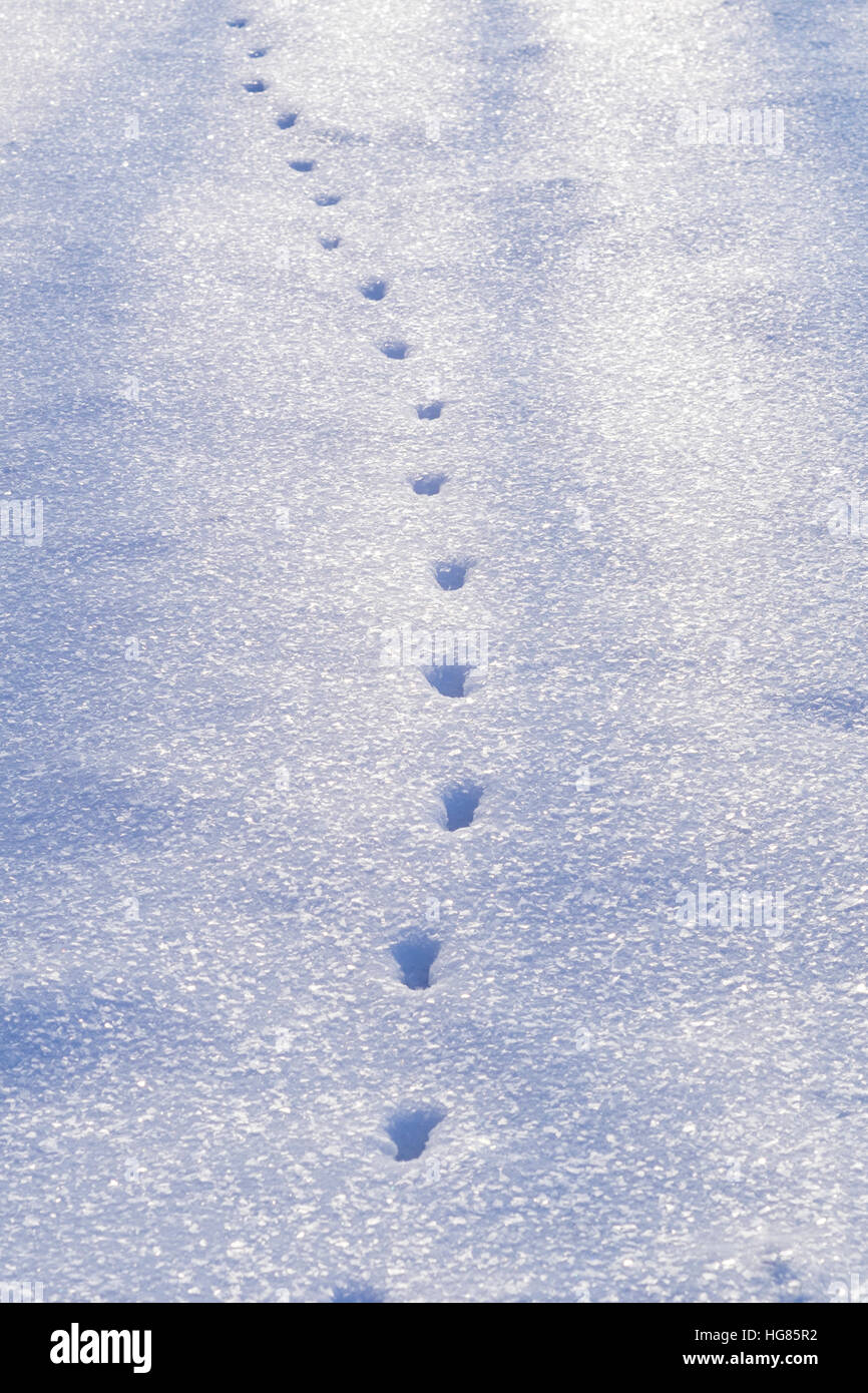 Elevato angolo di visione delle impronte di animali sulla neve campo coperto Foto Stock