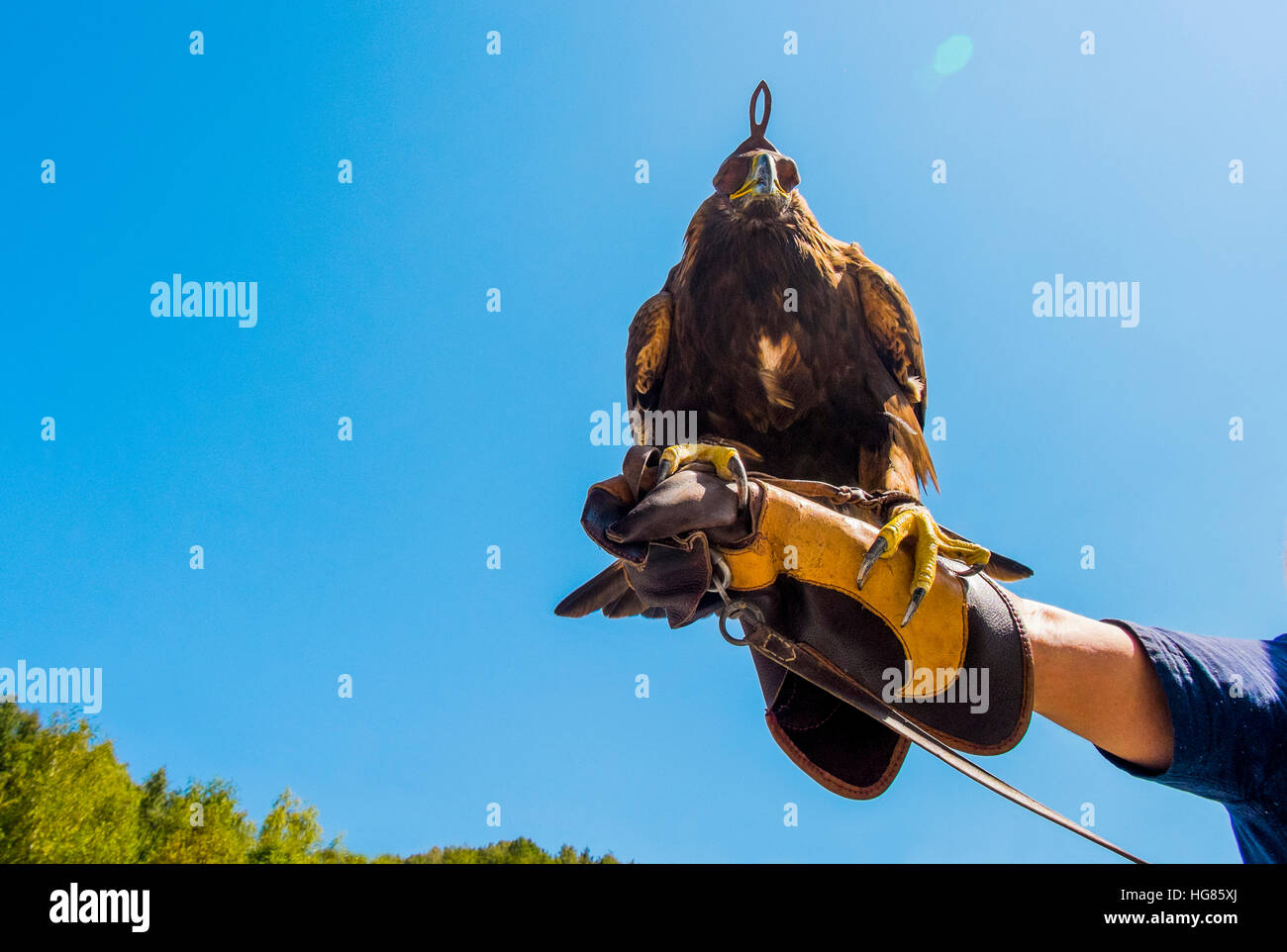 Basso angolo vista di golden eagle appollaiate su mano d'uomo contro il cielo chiaro Foto Stock