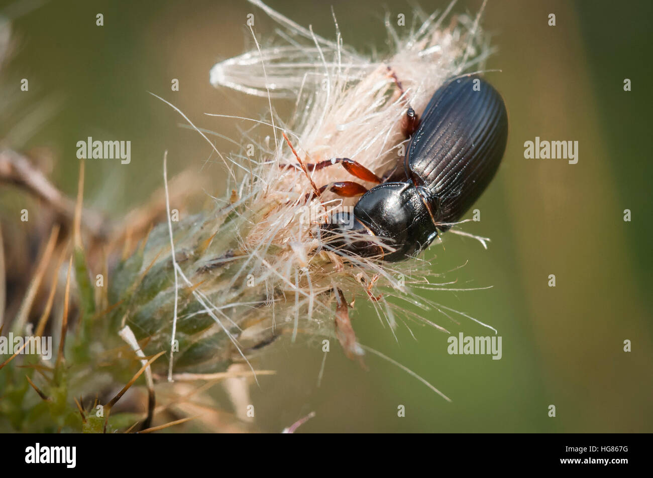 Un coleottero Mealworm, Tenebrio molitor, con la testa annegata in un punto morto thistle testa. Dalton roccioso, Cumbria, Inghilterra. Foto Stock