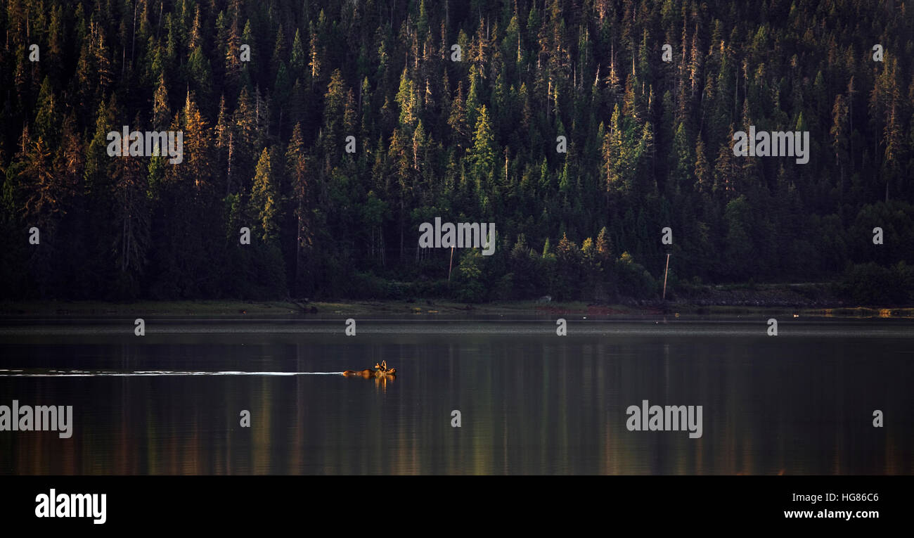 Alci in lago contro alberi Foto Stock
