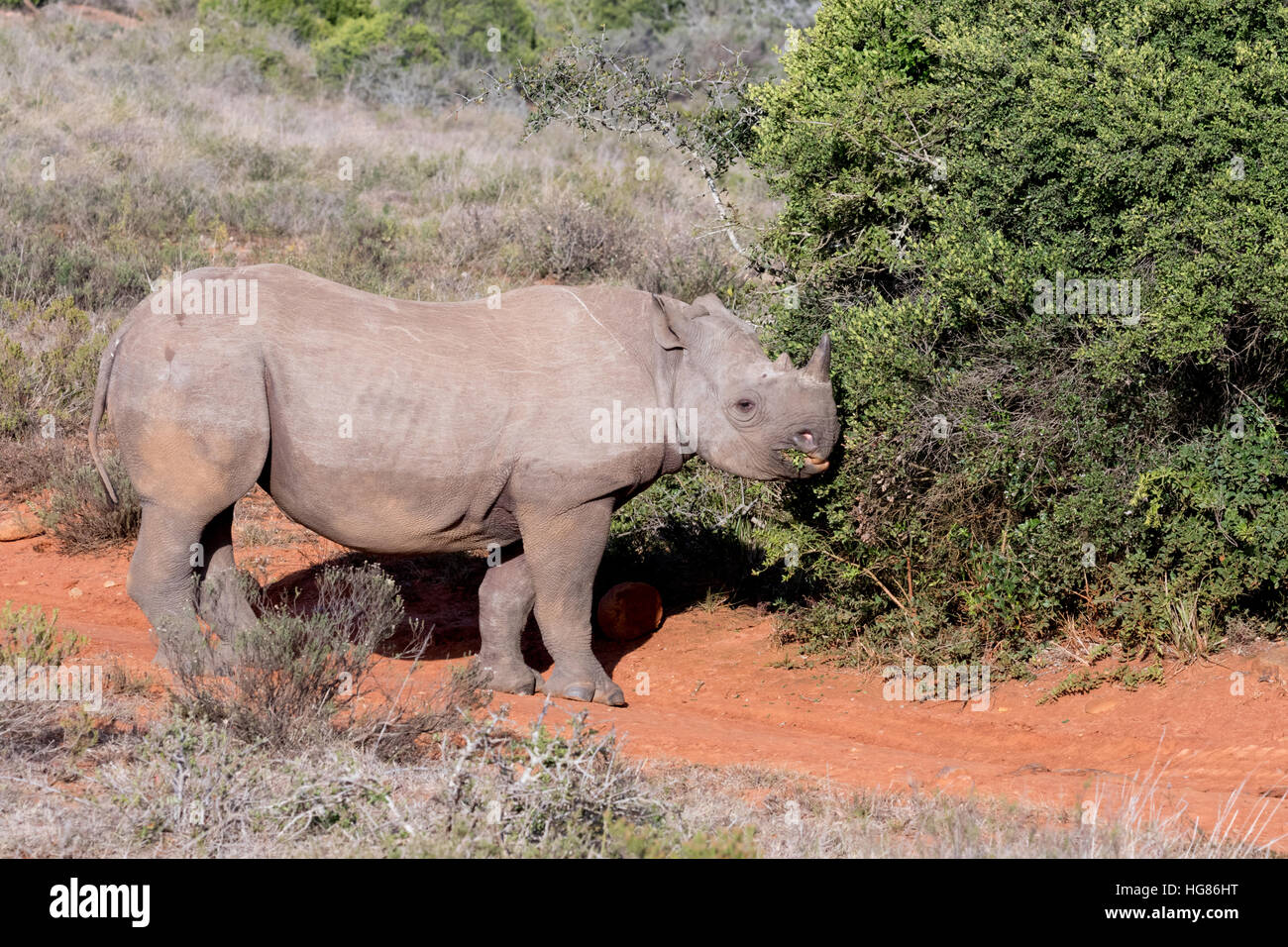 Wild maschio adulto il rinoceronte nero ( Diceros simum ) pascolo, Shamwari Game Reserve, Sud Africa Foto Stock