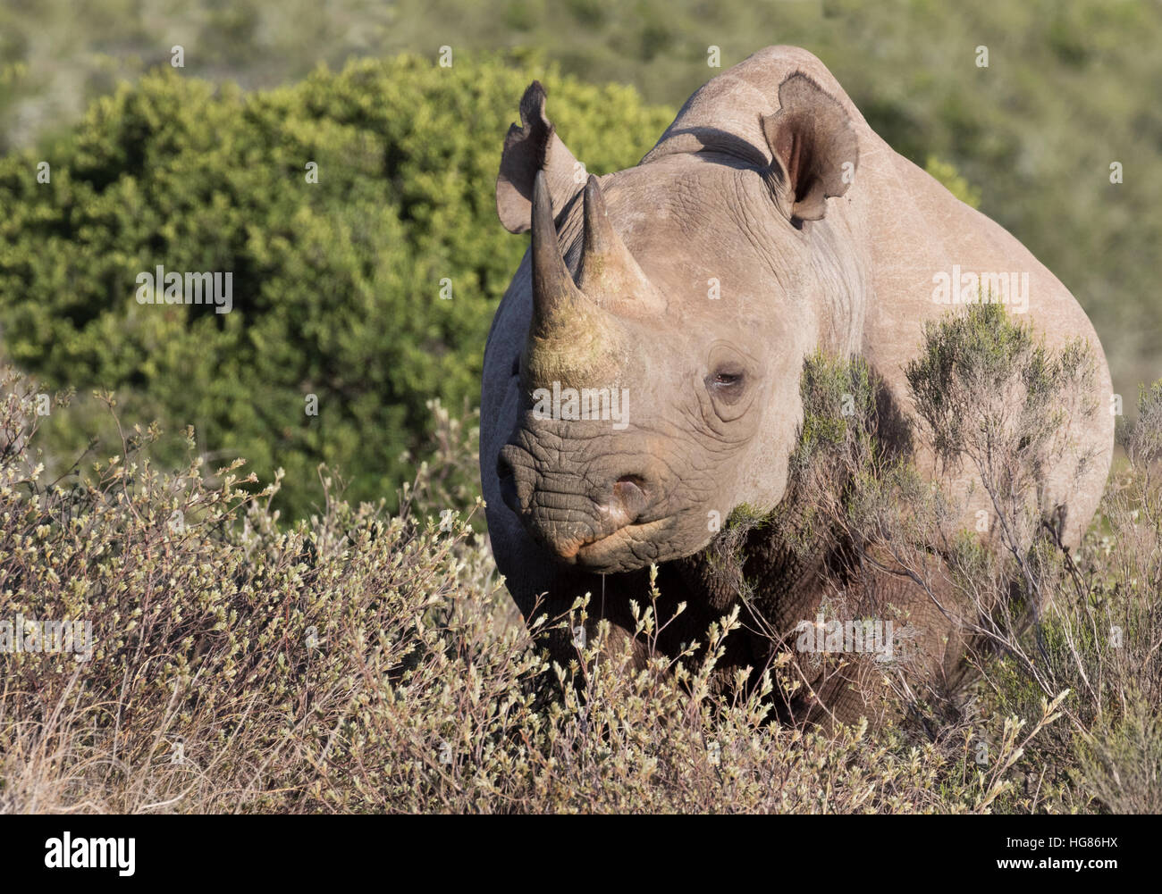 Maschio adulto Rinoceronte nero ( Diceros simum ), Sud Africa Foto Stock