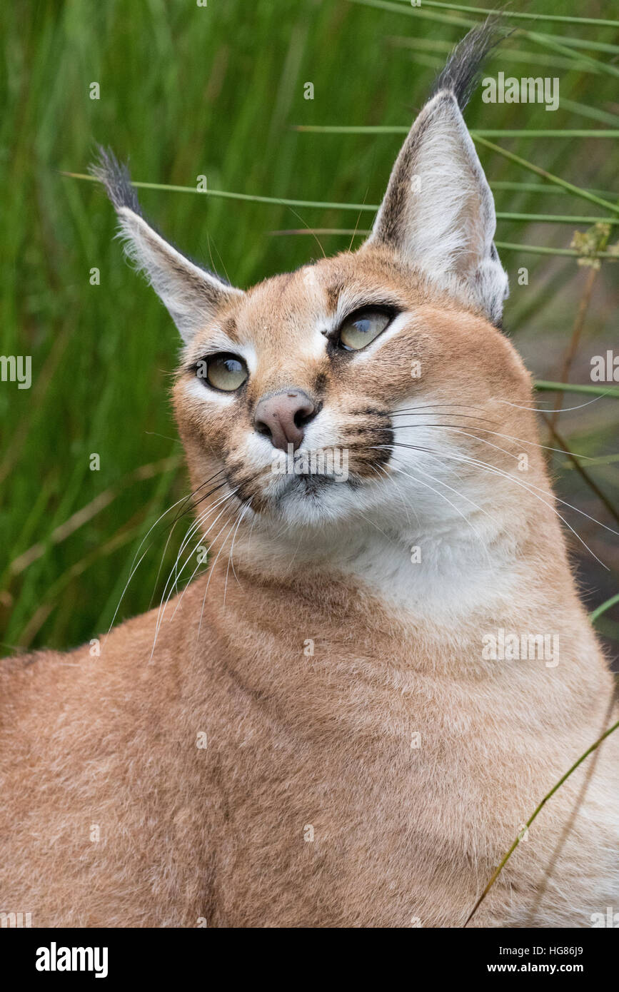 In prossimità della testa di un caracal ( Caracal caracal ), un africano di medie dimensioni gatto selvatico; Africa Foto Stock