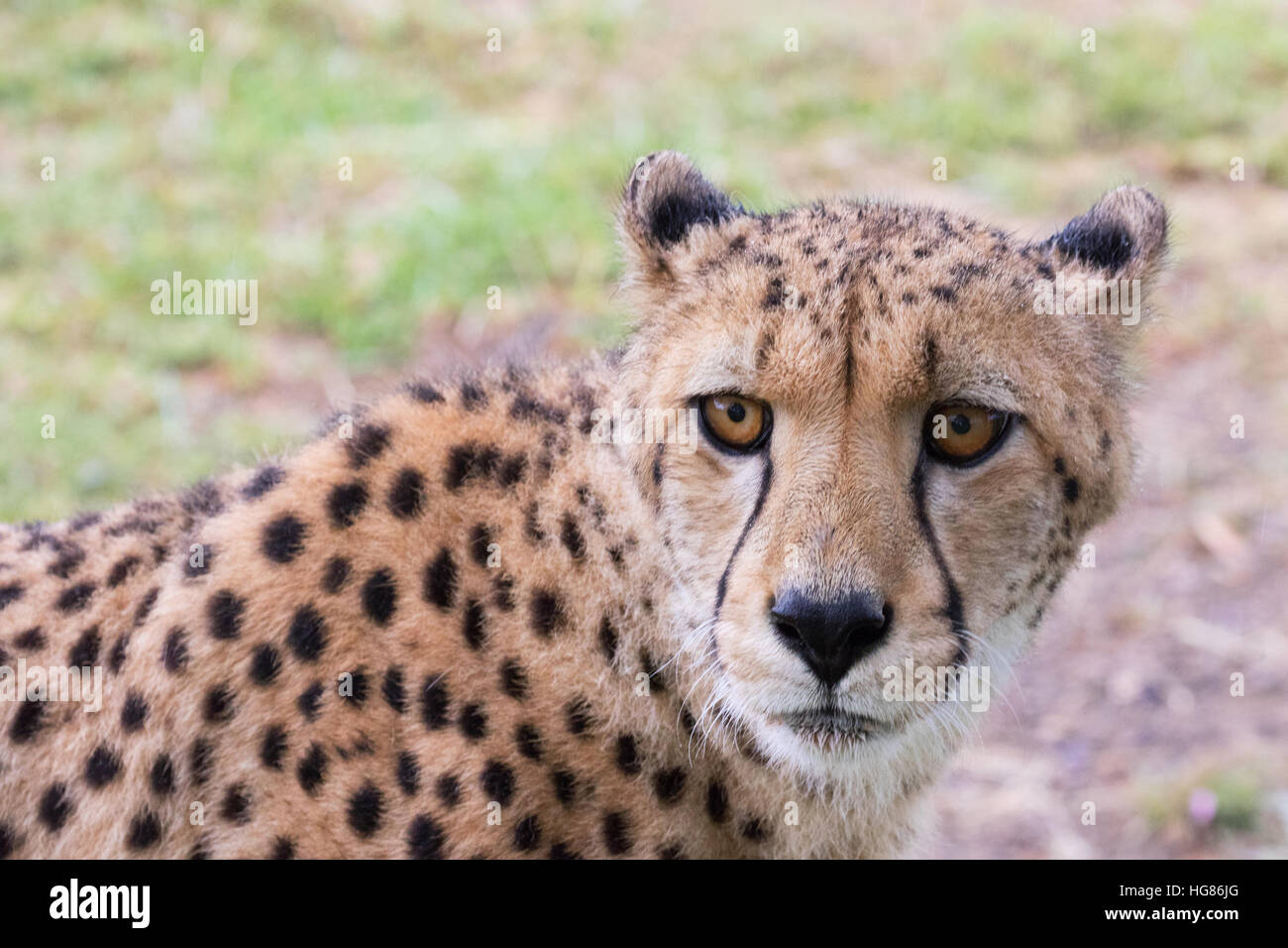 Cheetah - testa vicino, Acinonyx jubatus , Sud Africa Foto Stock