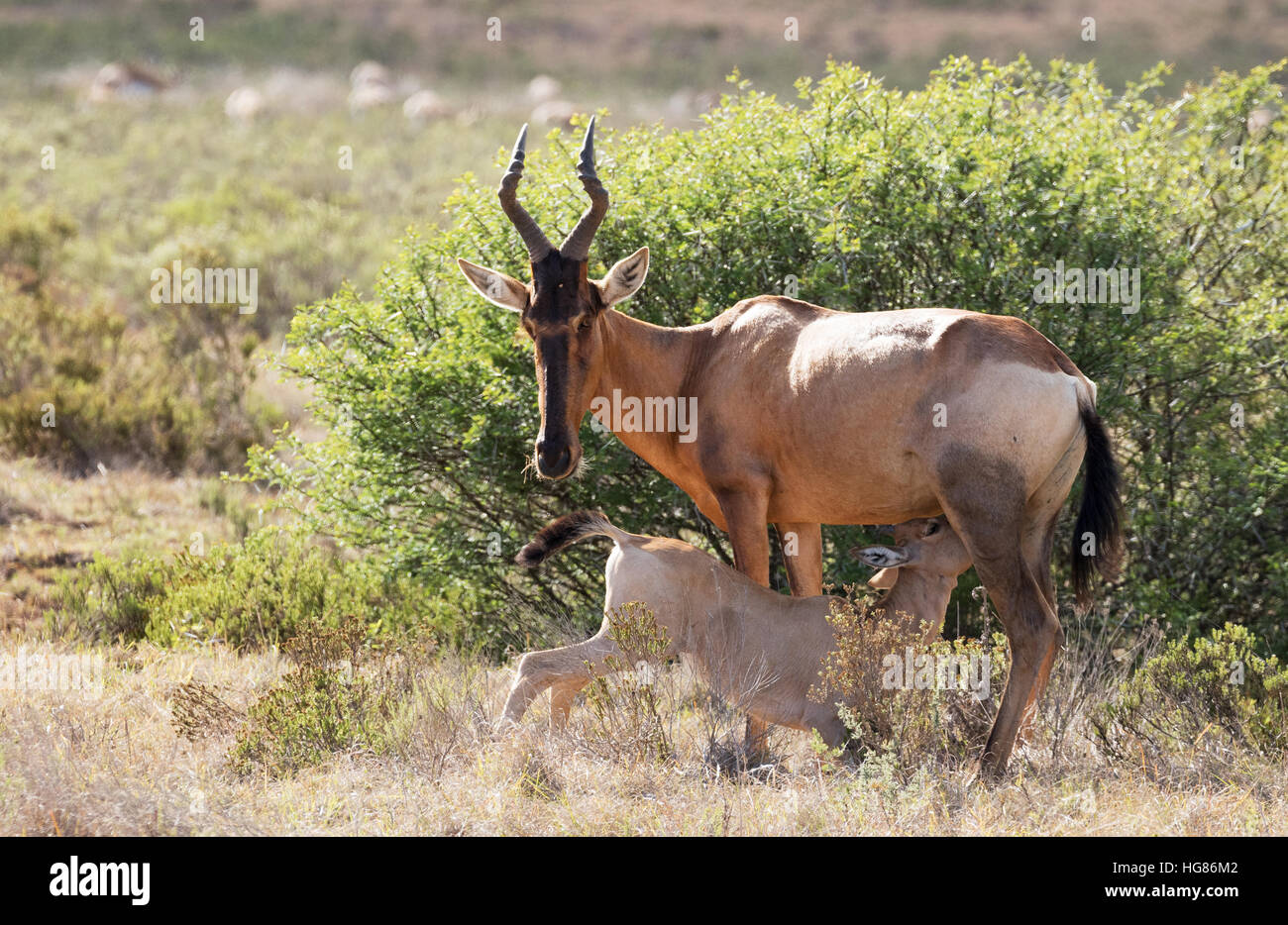 Wild giovani Hartebeest ( Alcelaphus buselaphus ), allattamento dalla madre, Sud Africa Foto Stock