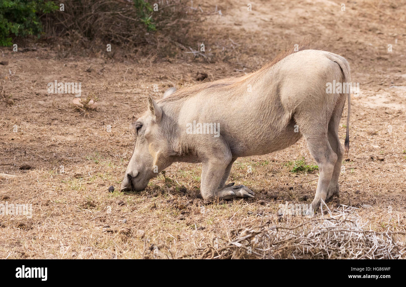 Warthog ( Phacochoerus africanus ) inginocchiarsi per alimentare, Sud Africa Foto Stock