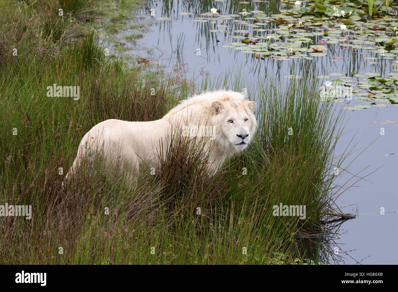 Maschio adulto white lion ( Panthera leo krugeri ), Tenikwa Wildlife consapevolezza Centro, Sud Africa Foto Stock