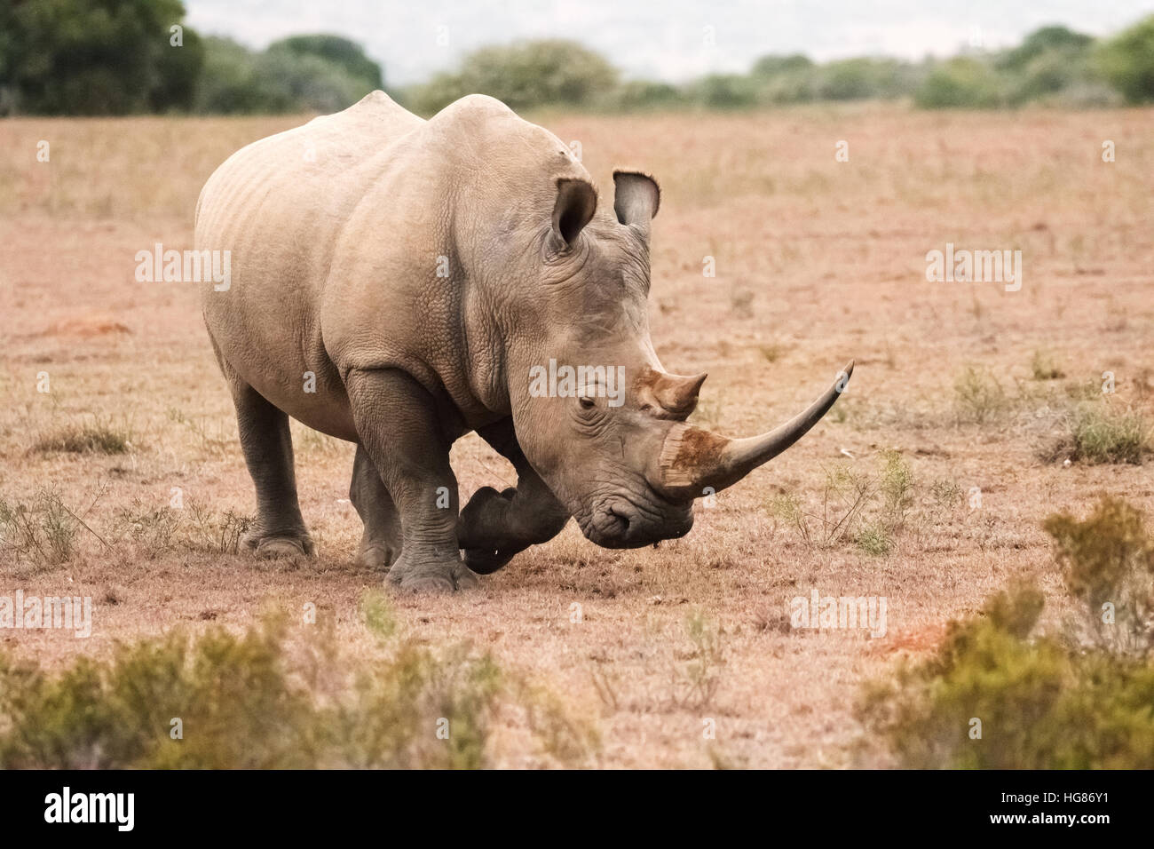 Adulto selvatico maschio Rhino Bianco ( Ceratotherium simum ), Sudafrica; una specie minacciata di fauna selvatica africana Foto Stock Adulto selvatico maschio Rhino Bianco ( Ceratotherium simum ), Sudafrica; una specie minacciata di fauna selvatica africana Foto Stock