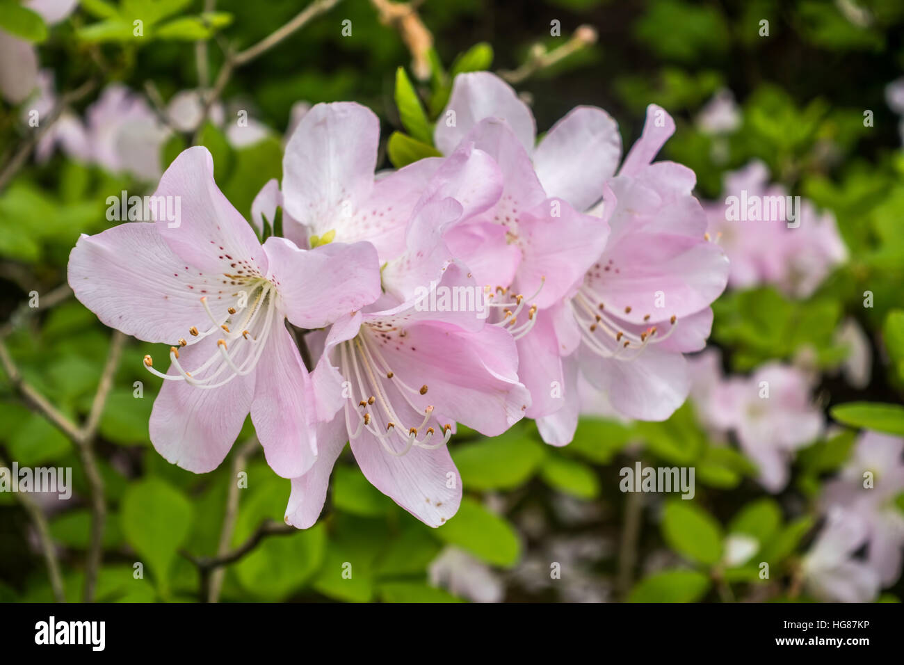 Primo piano di delicati fiori rosa. Foto Stock