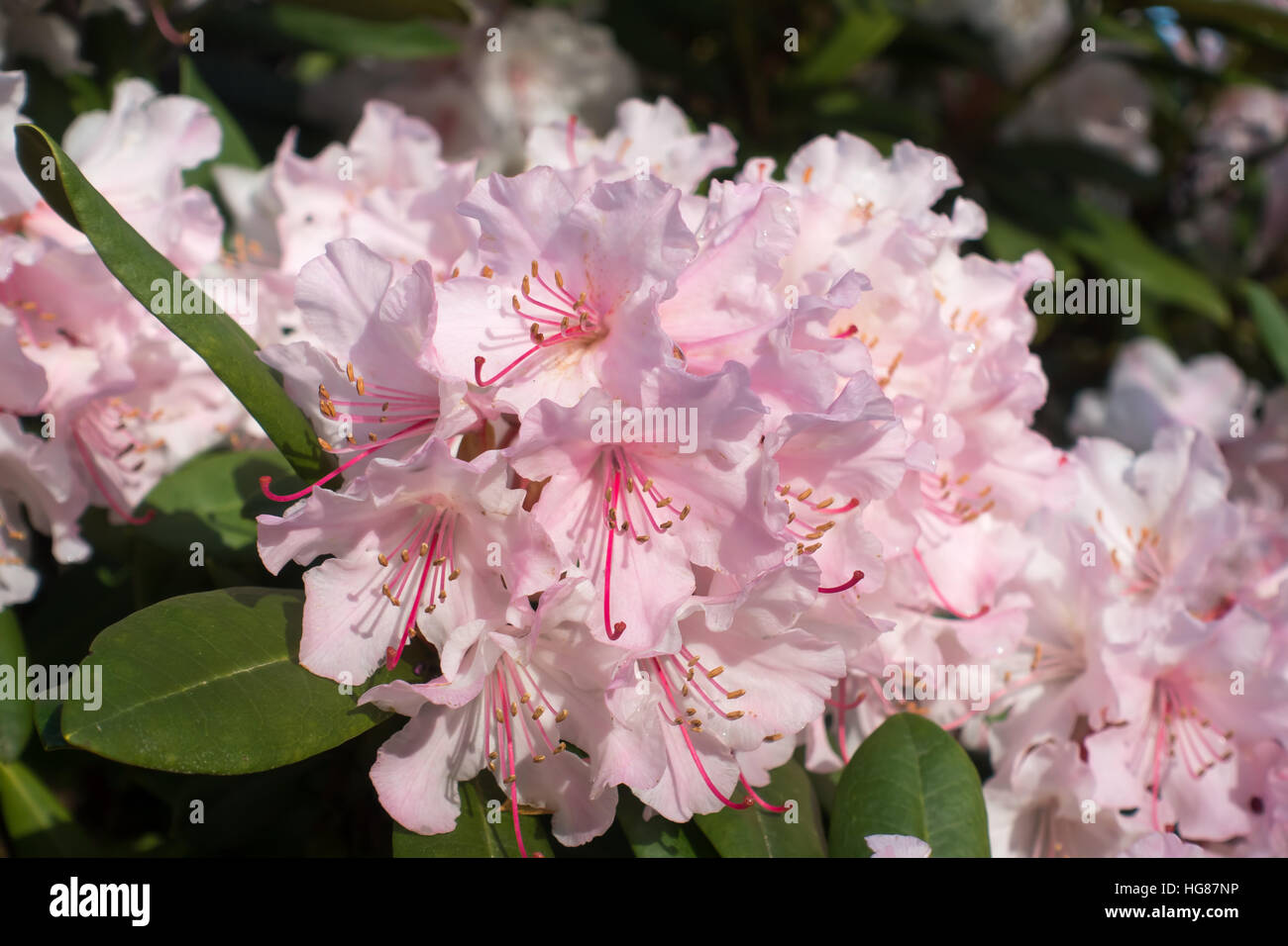 Le macro shot di una rosa di rododendro. Foto Stock