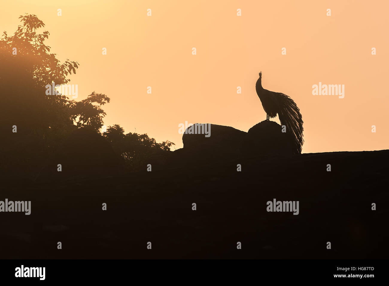 Sri Lanka: silhouette di pavone in Yala National Park Foto Stock