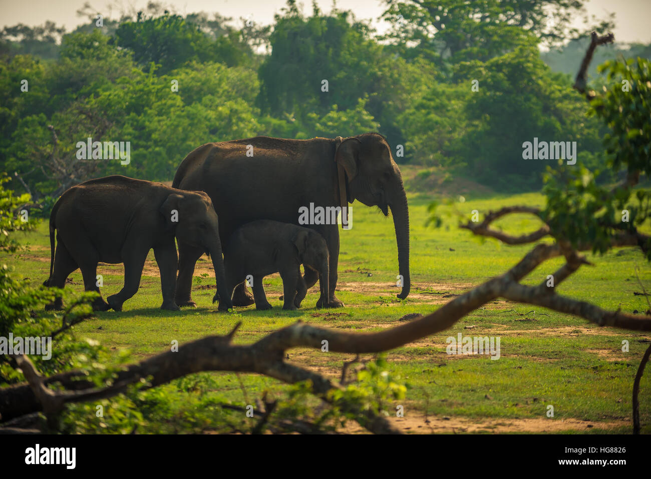 Sri Lanka: famiglia di elefanti selvatici nel parco nazionale Yala Foto Stock