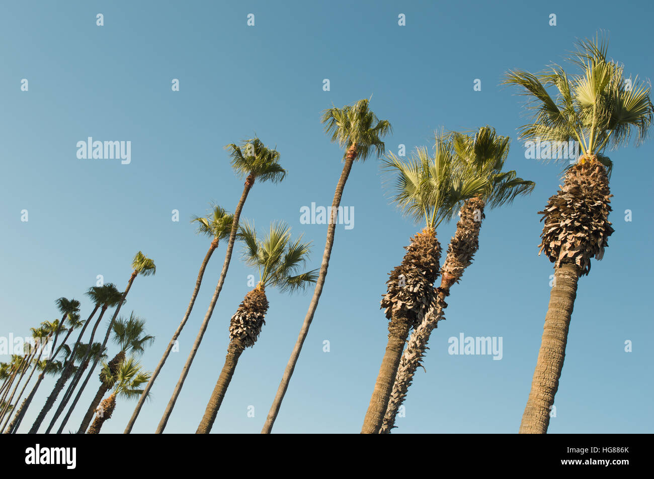 Una serie di alberi di palma Foto Stock