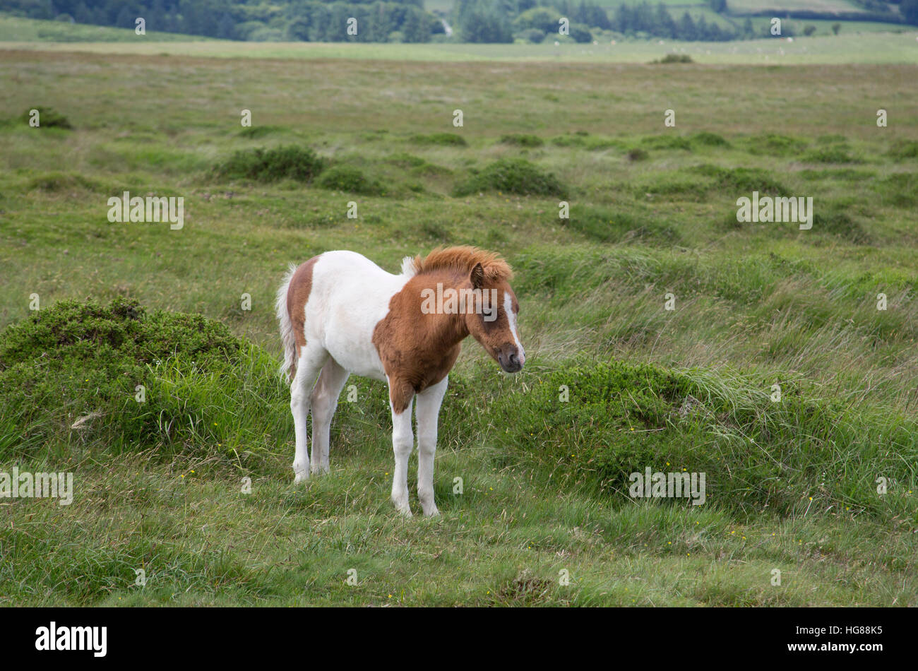 Dartmoor Pony, singolo puledro permanente sulla brughiera, Parco Nazionale di Dartmoor, Devon, Regno Unito Foto Stock