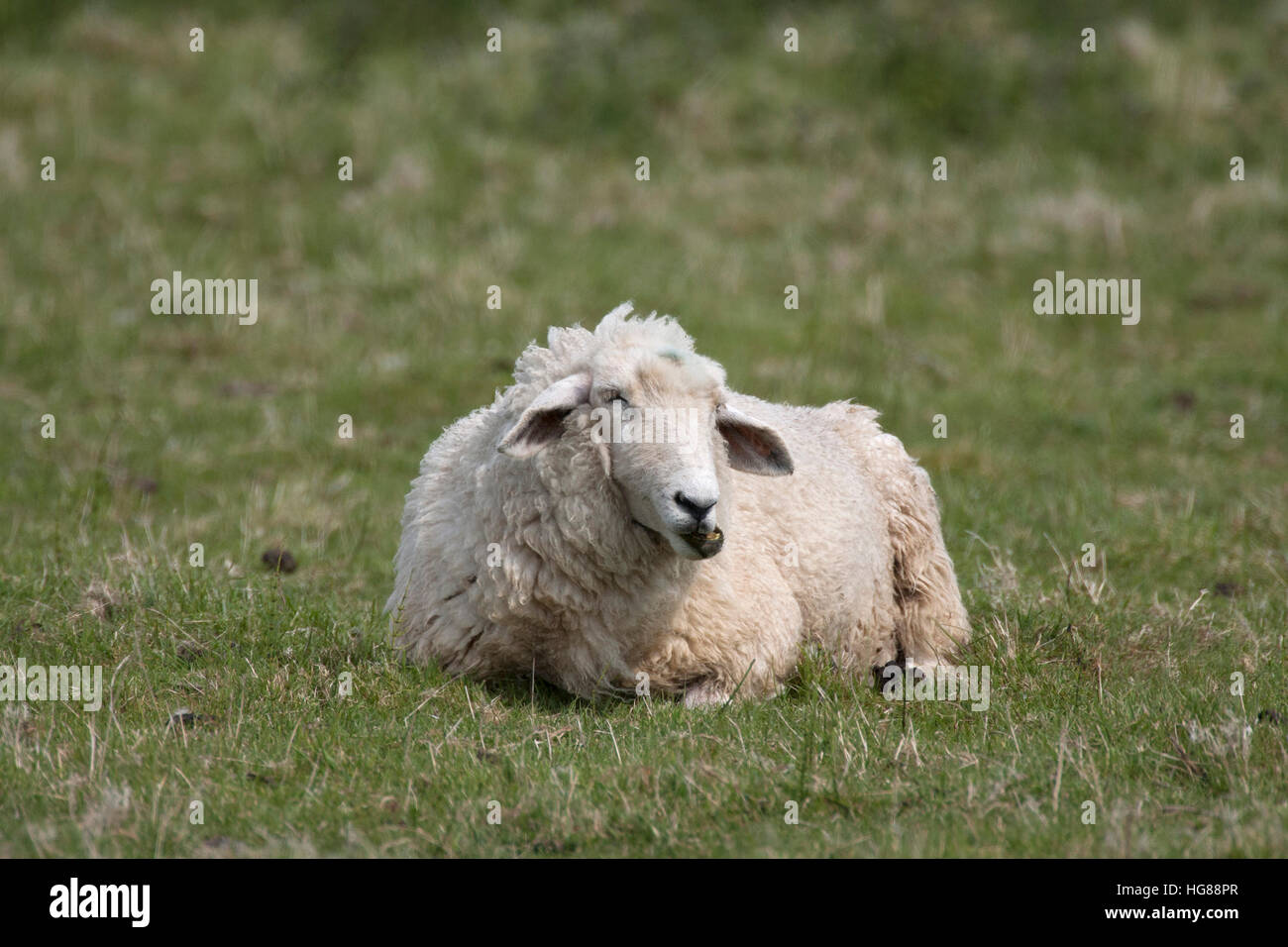 Solo ovini adulti masticare le CUD, Dungeness, East Sussex, Regno Unito. Foto Stock